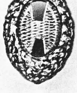 326 C2243
