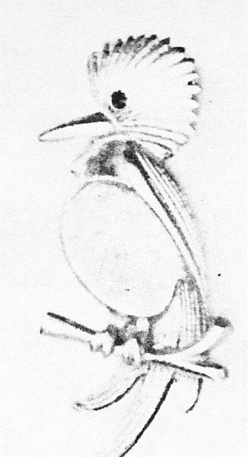 BP C1911