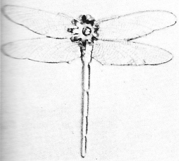 C. 1233