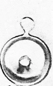 C MSRD 15.2MM