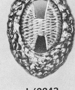 FR C. 2243