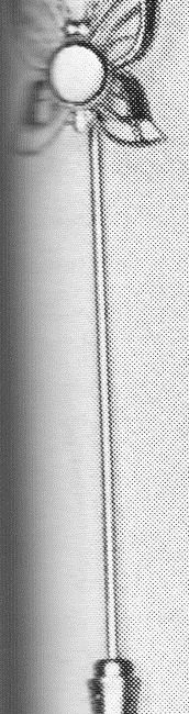 SP C2661